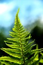 Detail of a fern Royalty Free Stock Photo