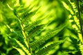 Detail of a fern Royalty Free Stock Photo