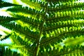 Detail of a fern Royalty Free Stock Photo