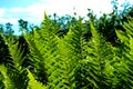 Detail of a fern Royalty Free Stock Photo