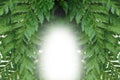 Detail of fern leaf, symmetry green background