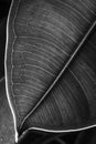 Detail on a ficus tree leaf