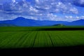 Farm Field of Grain Crop Growing with Mountains