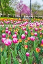 Detail of field of pink and red spring tulips at city park