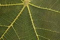 Detail from a fig leaf. Royalty Free Stock Photo