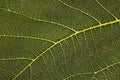 Detail from a fig leaf. Royalty Free Stock Photo