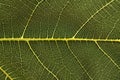 Detail from a fig leaf. Royalty Free Stock Photo