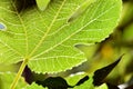 Detail of a fig leaf giving it the sun Royalty Free Stock Photo