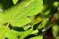 Detail of a fig leaf giving it the sun Royalty Free Stock Photo