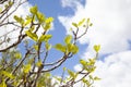 Detail of a fig line at the just time when its branches begin to spread Royalty Free Stock Photo