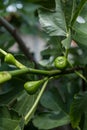 Detail of Fig Tree - Ficus carica