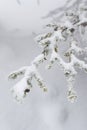Detail of a fir tree branch covered by snow Royalty Free Stock Photo