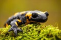 Detail of a fire salamander lying on green moss in European nature Royalty Free Stock Photo