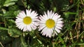 Daisies Royalty Free Stock Photo