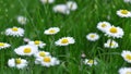 Daisies Royalty Free Stock Photo