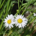 Daisies Royalty Free Stock Photo