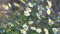 Daisies Royalty Free Stock Photo