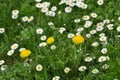 Daisies and dandelions Royalty Free Stock Photo