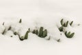 The first spring plants on snow