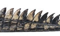 Detail Of A Fish-eating Crocodile Tail, Gavial