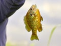 detail of fished Lepomis gibbosus Royalty Free Stock Photo