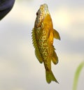 detail of fished Lepomis gibbosus Royalty Free Stock Photo