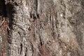 DETAIL OF FLAKING BARK ON THE TRUNK OF A TREE