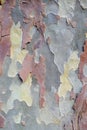 Plane Tree Bark, Natural Camouflage Pattern