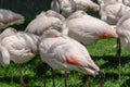 Detail of flamingo with background. A flock of flamingos on a ba