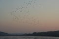 Flock of birds on Hungarian lake at sunset time. Royalty Free Stock Photo