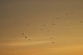 Flock of birds on Hungarian lake at sunset time. Royalty Free Stock Photo