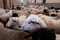 Detail on a flock of sheeps at Saint anthony animals blessing day