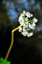 Detail of flower against dark background