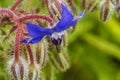 Starflower of borage