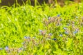 Starflower of borage