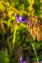 Starflower of borage