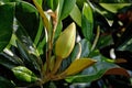 Detail of flower bud of magnolia grandiflora Royalty Free Stock Photo