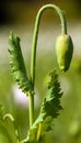 Detail of flower bud of opium poppy papaver somniferum Royalty Free Stock Photo