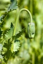 Detail of flower bud of opium poppy papaver somniferum Royalty Free Stock Photo