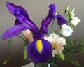 Violet iris with white flowers Royalty Free Stock Photo