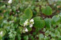 Autumn flower in park, Snowberry, Symphoricarpos albus