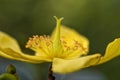 Detail of the flower of the Hypericum hookerianum Hidcote plant Royalty Free Stock Photo