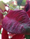 Detail of flower leaf