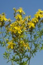 Detail of flower medicinal plants - Hypericum perforatum
