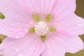 Detail of flower musk mallow after rain Royalty Free Stock Photo