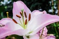 Detail flower pink lilies i