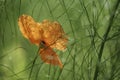 Detail of flower of red poppy in bright sun