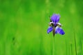 Detail of flower of Siberian iris Iris sibirica isolated on green background. Beautiful violet blue blossom on meadow. Royalty Free Stock Photo