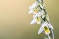 Detail on flower Spiranthes spiralis, commonly known as autumn l