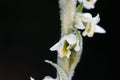 Detail on flower Spiranthes spiralis, commonly known as autumn l Royalty Free Stock Photo